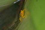 Golden Frog